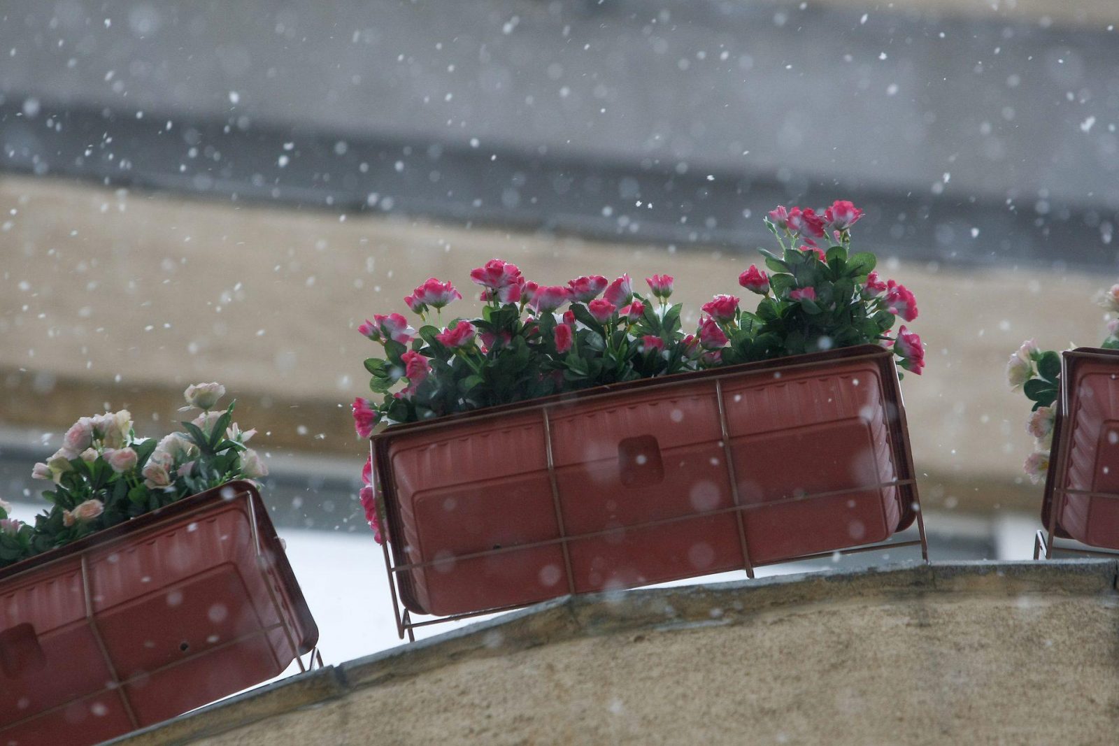 Jak dbać o rośliny balkonowe zimą?