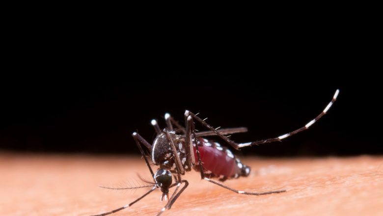 Domowe sposoby na komary