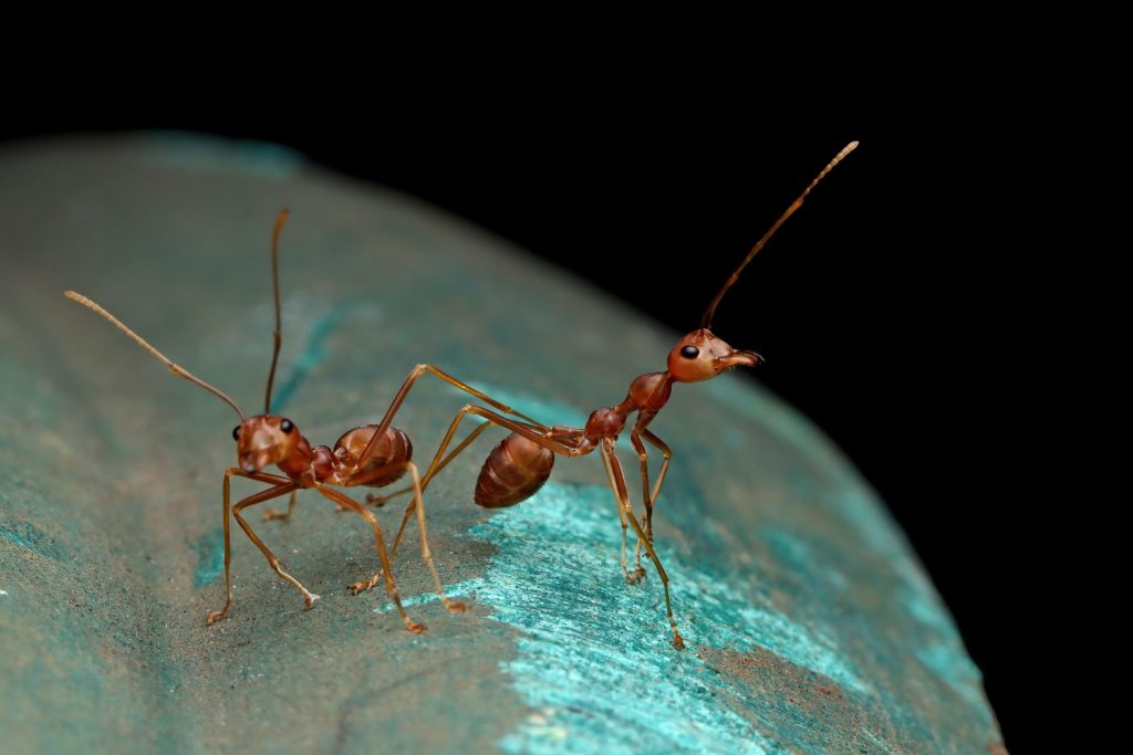 Sposoby na mrówki jak się pozbyć