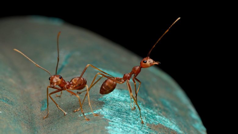 Sposoby na mrówki jak się pozbyć